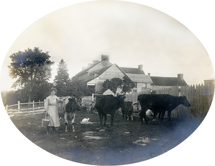 Black-and-white photo, circa 1910s, showing Ruby Pinhey with a milking pail and several dairy cows at Horaceville, Pinhey's Point, with view of the house in the background, PPF Collection, Gift of Patricia Hutchison